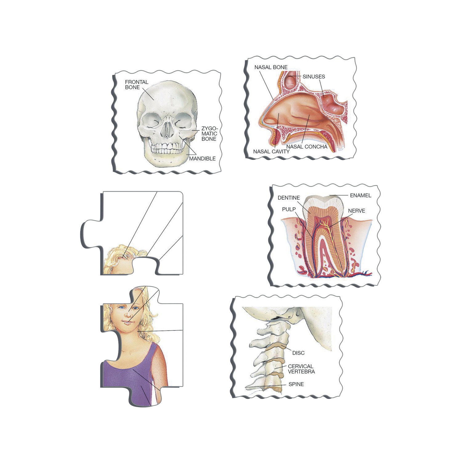 _int_102435_10.png