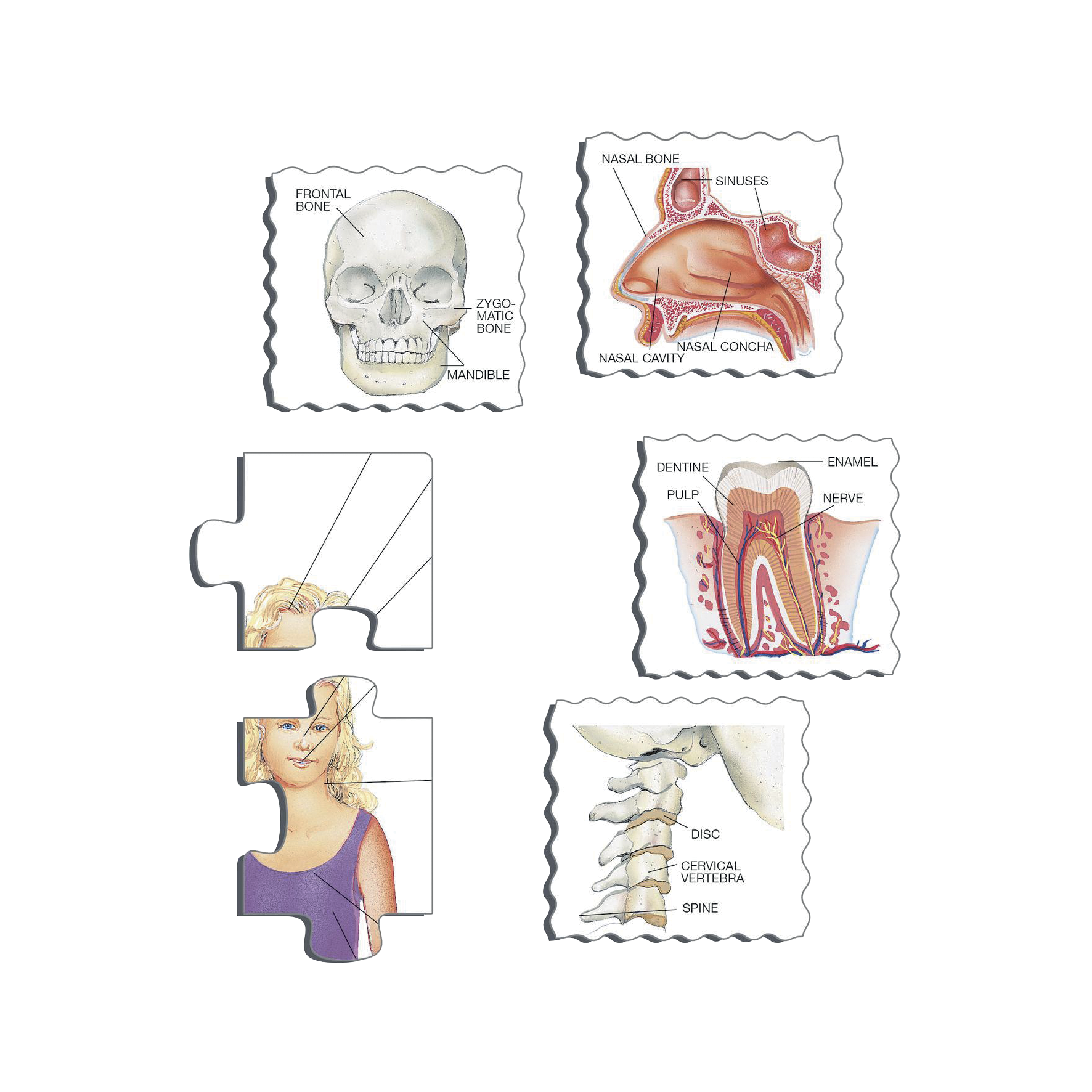 _int_102435_10.png