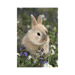 _int_381681_10.png