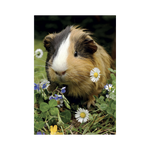 _int_381681_11.png