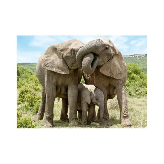 Puzzle Sloní rodina 1000 dílků - slide 3